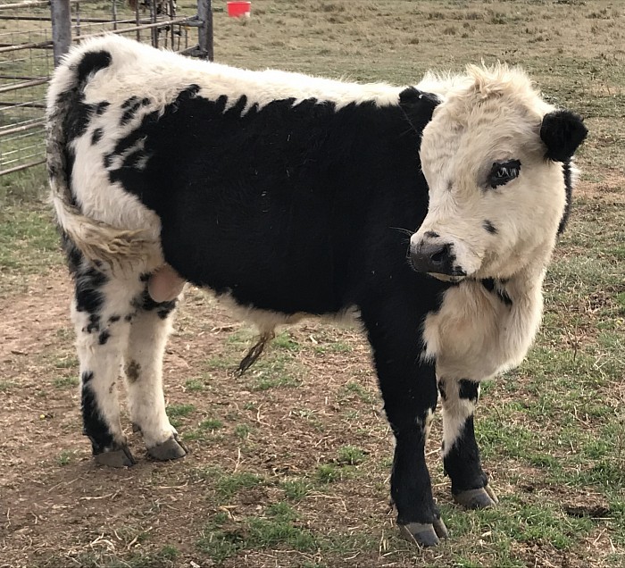 Miniature Cattle - For Sale - Miniature Cattle