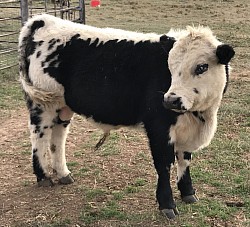 “Burke” Overmarked British White