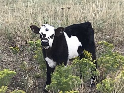 Belted Galloway cross