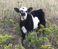 Miniature Hereford, Panda,