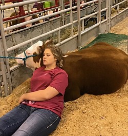 Nap after bath Houston livestock show