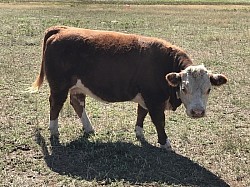 MAU Ella Rose #43833506 - DOB 6/16/17 - Registered Mini Hereford