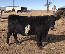 SOLD OMA Jezzebelle #36204 - DOB 8/8/17 - 46.88% Registered Aberdeen Belted Galloway Cross