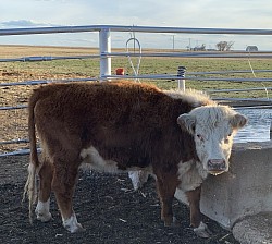 EWR Lola #43821572 - DOB 1/13/17 - Registered Mini Hereford