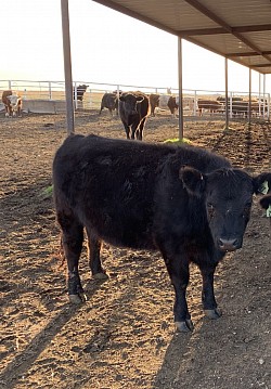 AWR Miss Sterling #38343 - DOB 7/29/18 - Registered Purebred Aberdeen