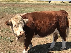 Scarlet - DOB 1/5/17 - Unregistered Mini Hereford