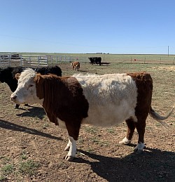 Bella - DOB 2/1/17 - Belted Galloway/Mini Hereford cross