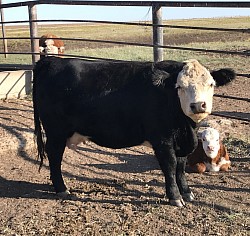 HPR Zeena Zeffirelli # 35897 - DOB 10/12/17 - 43.75% Registered Aberdeen Mini Hereford Cross Black Baldy