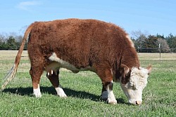 Miss Susan Registered Hereford #43497241 - DOB 2/26/2014