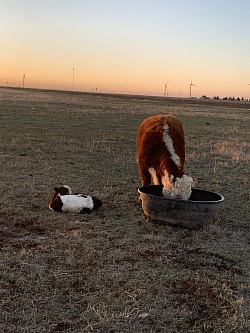 MAU Emma Lou #43833508 - DOB 6/29/17 - Registered Polled Mini Hereford