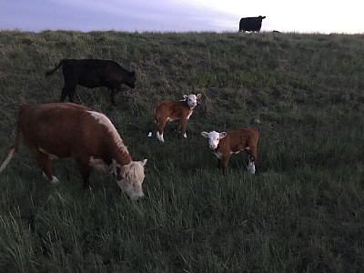 Mini Hereford cross