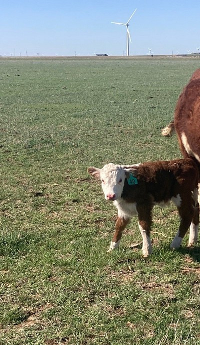 Registered Miniature Hereford