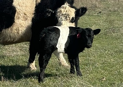 belted heifer