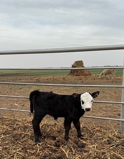 Mini black baldy heifer