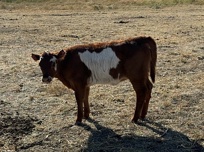 Mini Hereford/belted cross