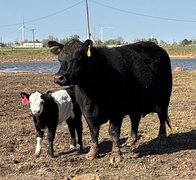 Mini Panda heifer