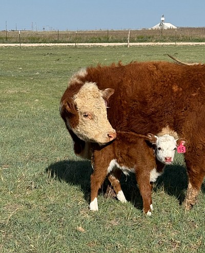 Miniature Hereford