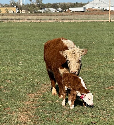 Registered mini hereford heifer