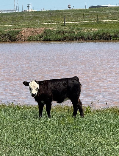 Mini black baldy heifer