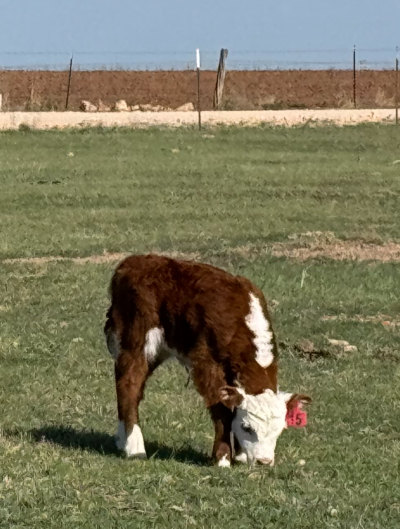 Miniature Hereford