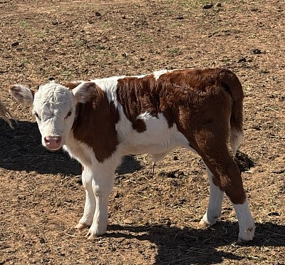 Panda heifer