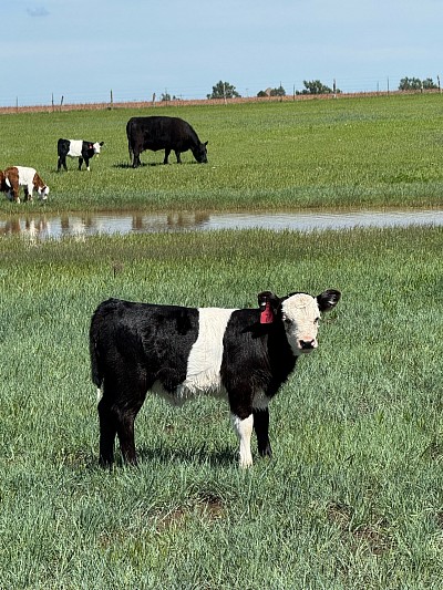 Heifer