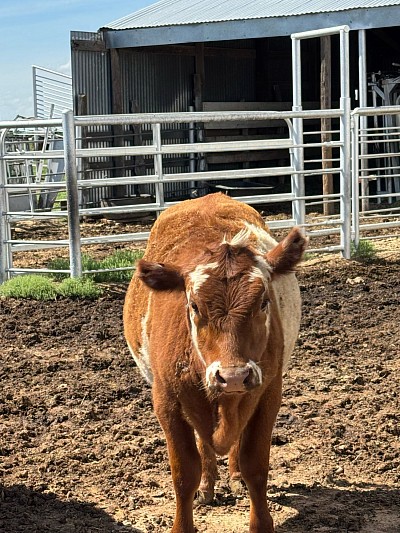 Mini Hereford/belted cross