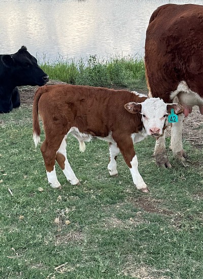 Polled hereford