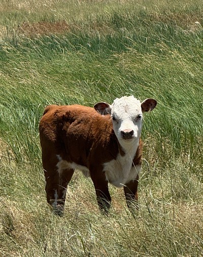 Mini Hereford heifer