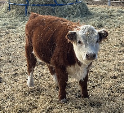 Mini Hereford heifer