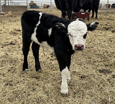 Heifer