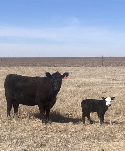 Mini black baldy bull