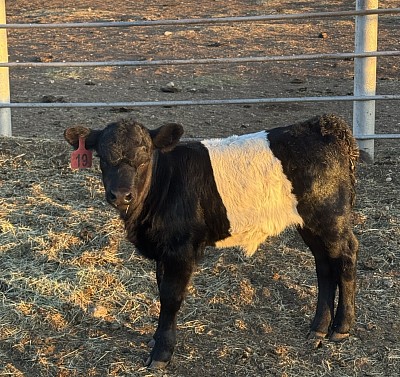 Mini belted Galloway