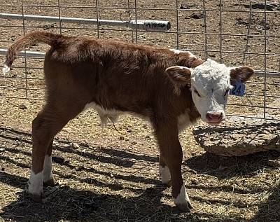 Registered Miniature Hereford
