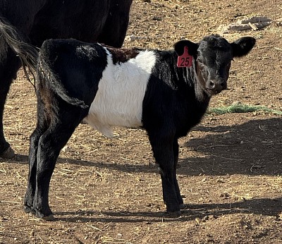 Panda heifer