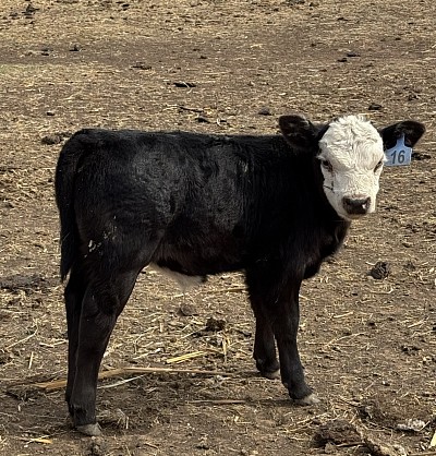 Mini black baldy bull