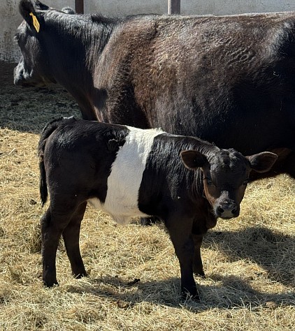 Panda heifer